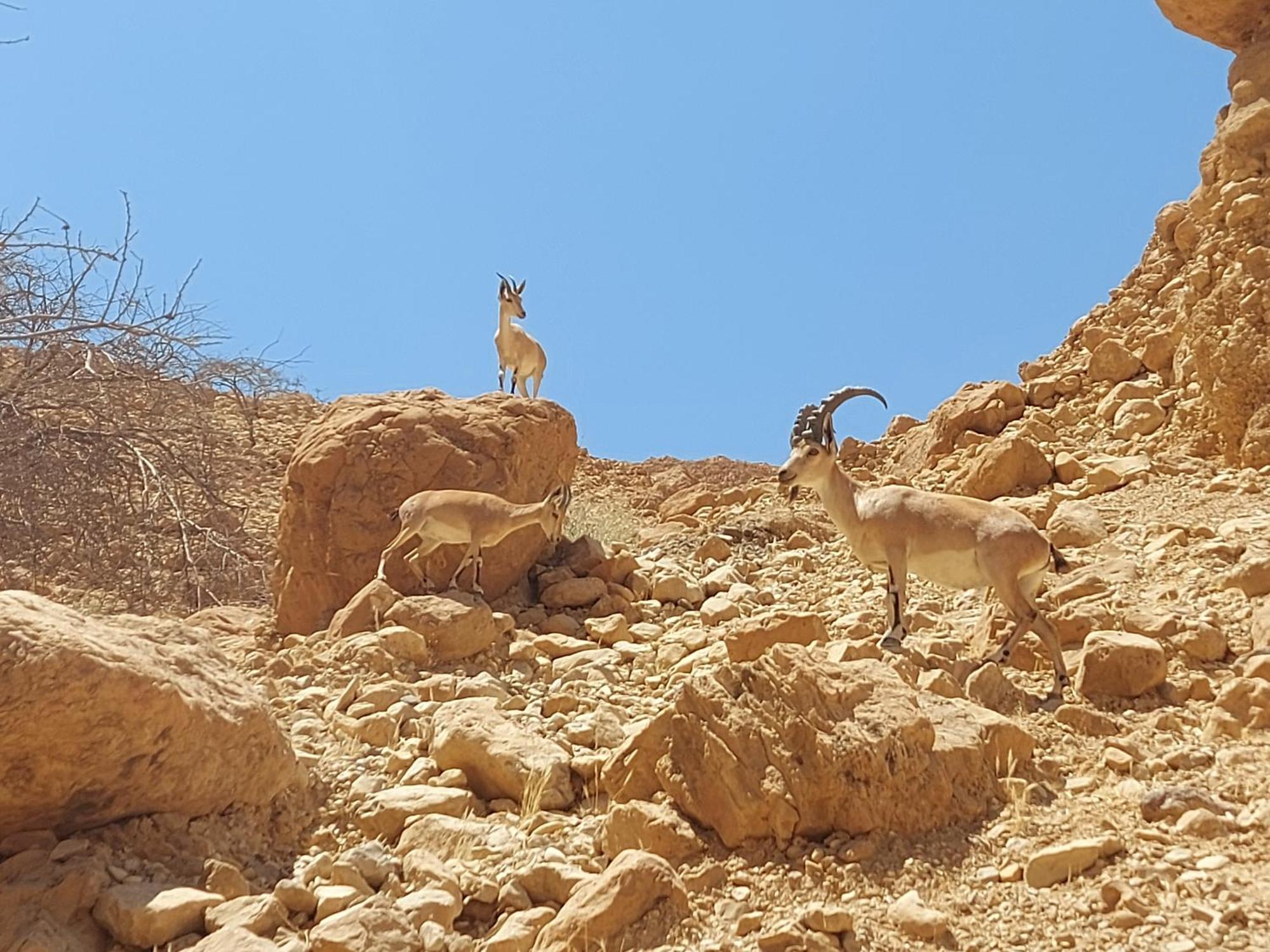 Unique&Warmy Place In The Dead Sea Avnat Ngoại thất bức ảnh